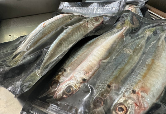 Sardines